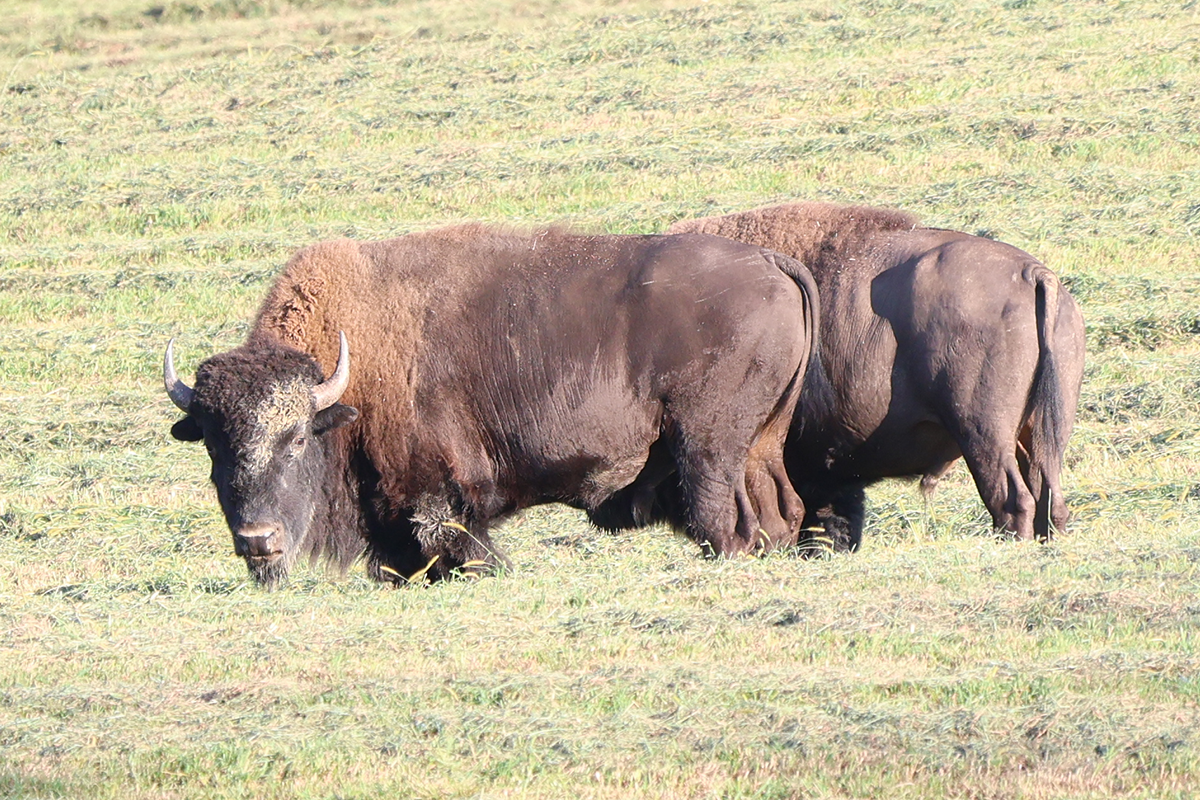 PVA-bison-1 Two bison in field at Paradise Valley Adventures