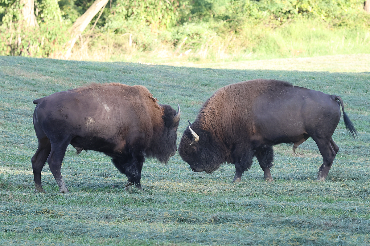 PVA-bison-2 Bison playing at Paradise Valley Adventures