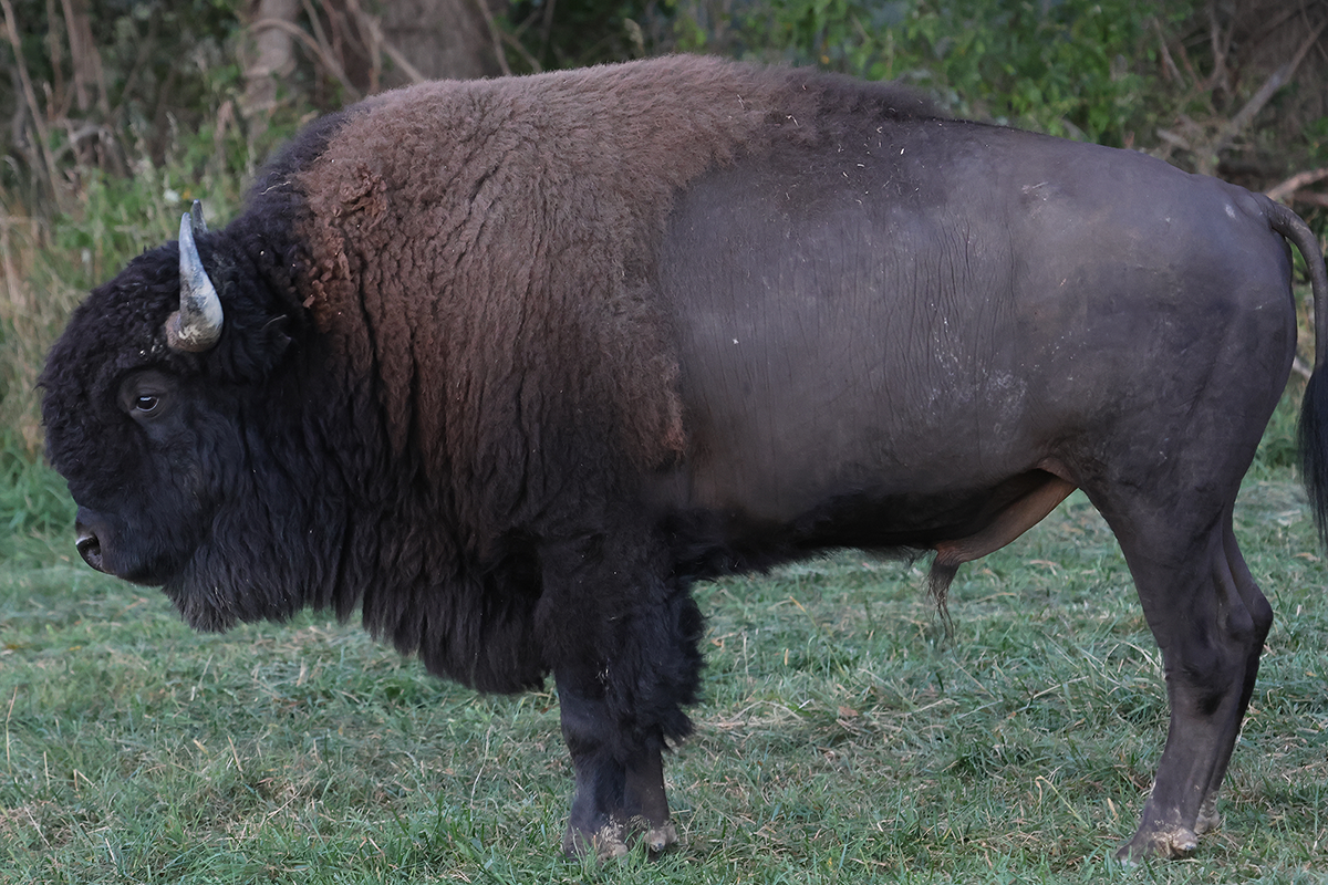 PVA-bison-4 Bison on preserve in Pennsylvania