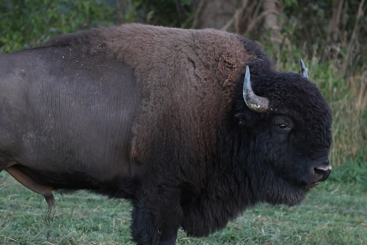 PVA-bison-5-flipped Bison in field at Paradise Valley Adventures
