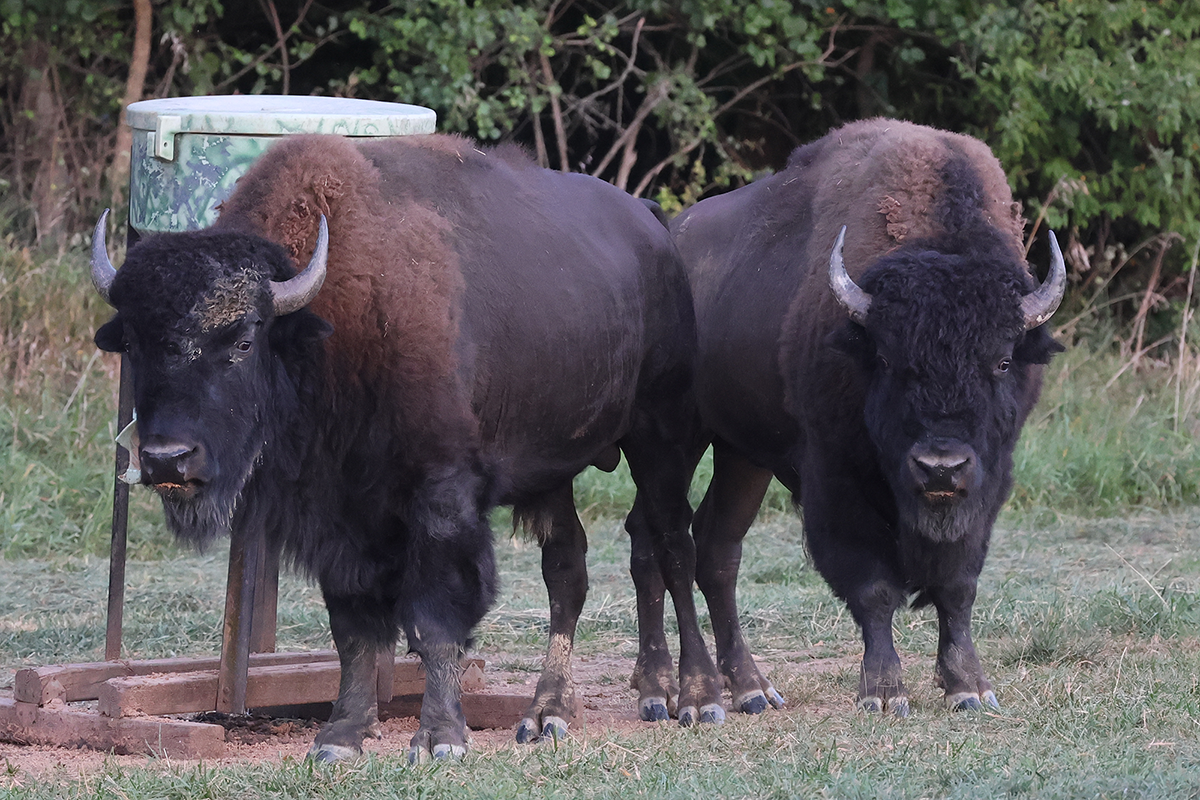 PVA-bison-feeder Bison at feeder at Paradise Valley Adventures