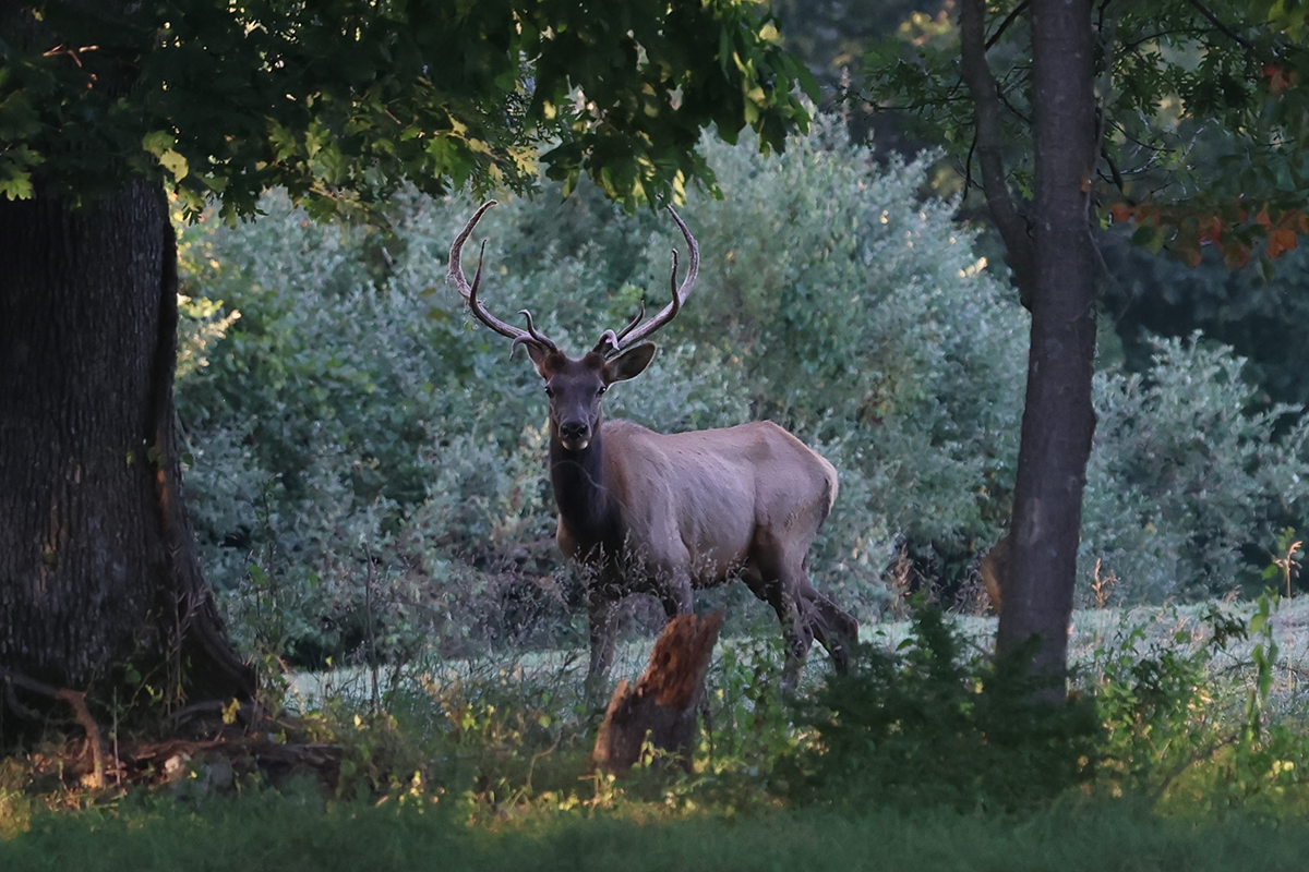 PVA-elk-2 Bull Elk in field at Paradise Valley Adventures
