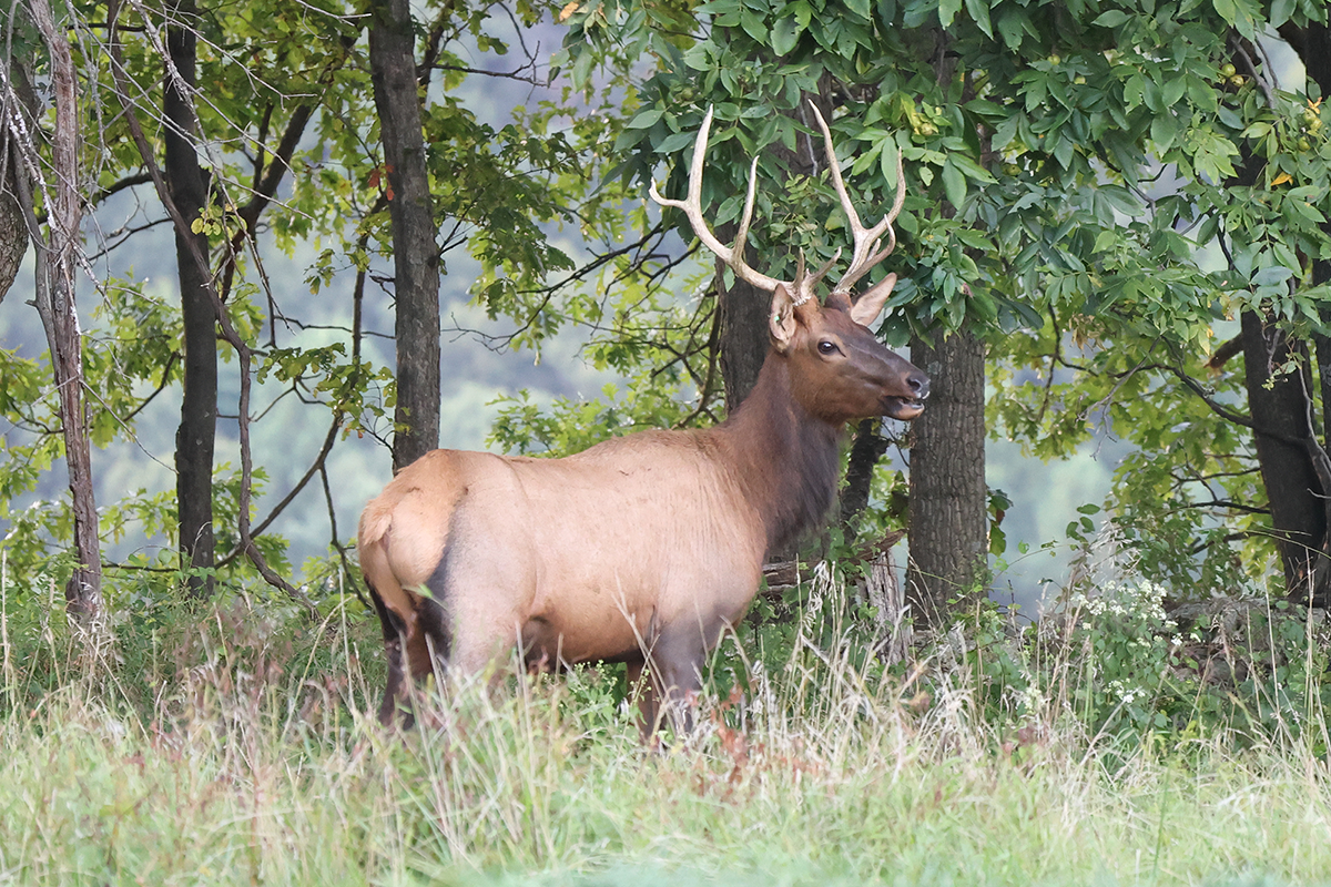 PVA-elk-5 Bull Elk in field at Paradise Valley Adventures