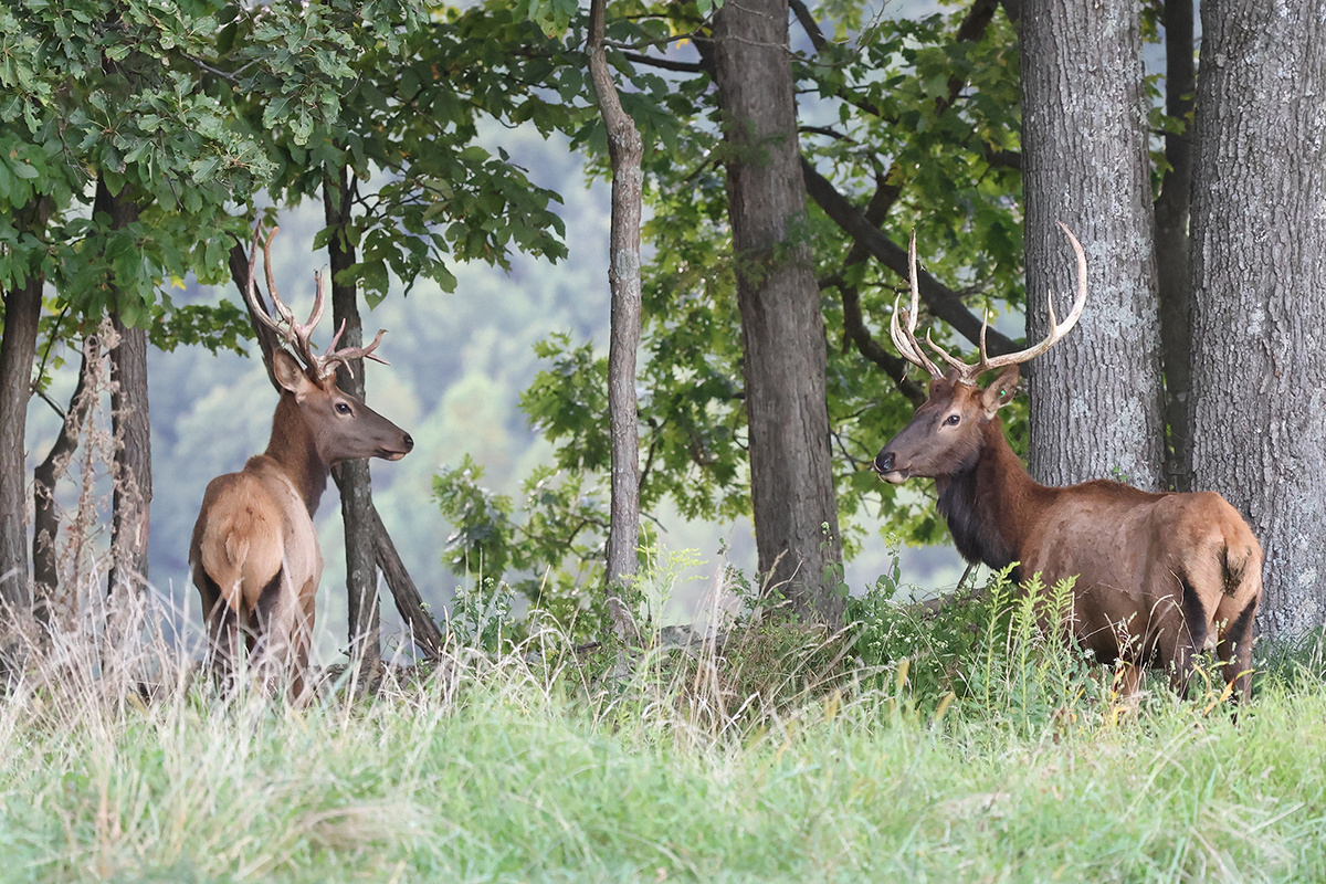 PVA-elk-6 Two Bull Elks in field at Paradise Valley Adventures