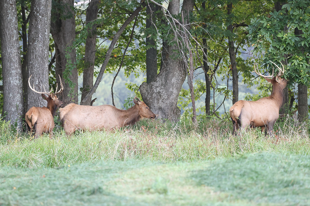 PVA-elk-7 Two bull elk and one cow in field at Paradise Valley Adventures