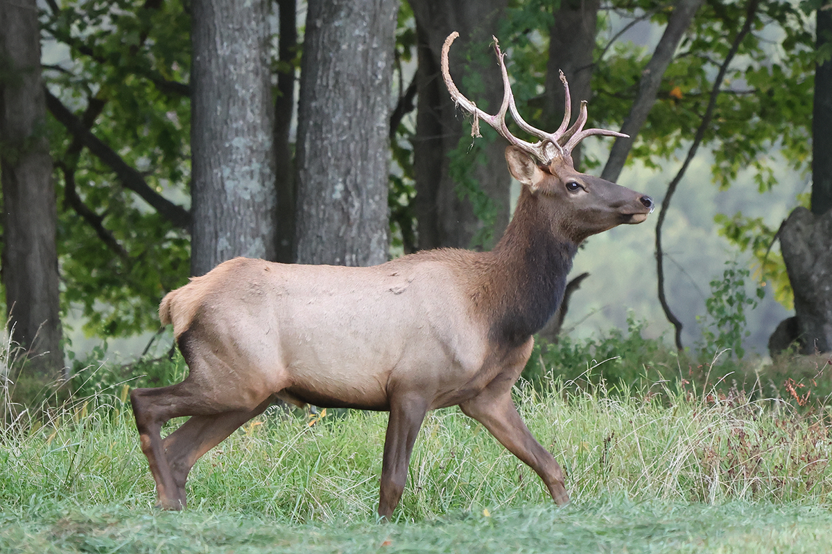 PVA-elk-copy Bull Elk crossing field in Pennsylvania