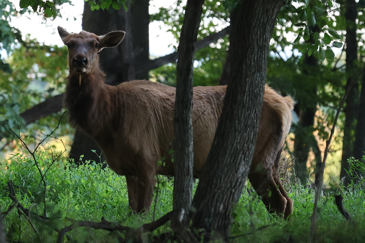 PVA-elk-cow Cow elk in tree line at Paradise Valley Adventures