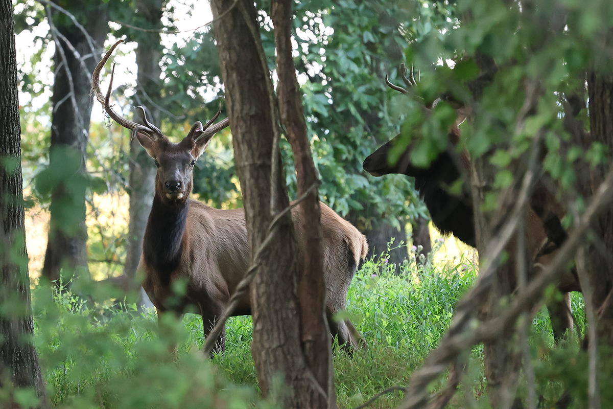 PVA-elks-3 Two Bull Elk in tree line at Paradise Valley Adventures