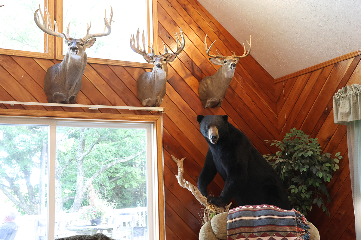 PVA-living-room-corner Whitetail Deer and Black Bear mounts at Paradise Valley Adventures