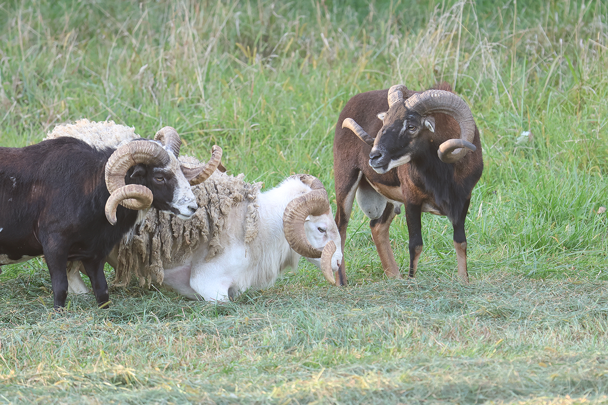 PVA-rams-1 Rams located at Paradise Valley Adventures
