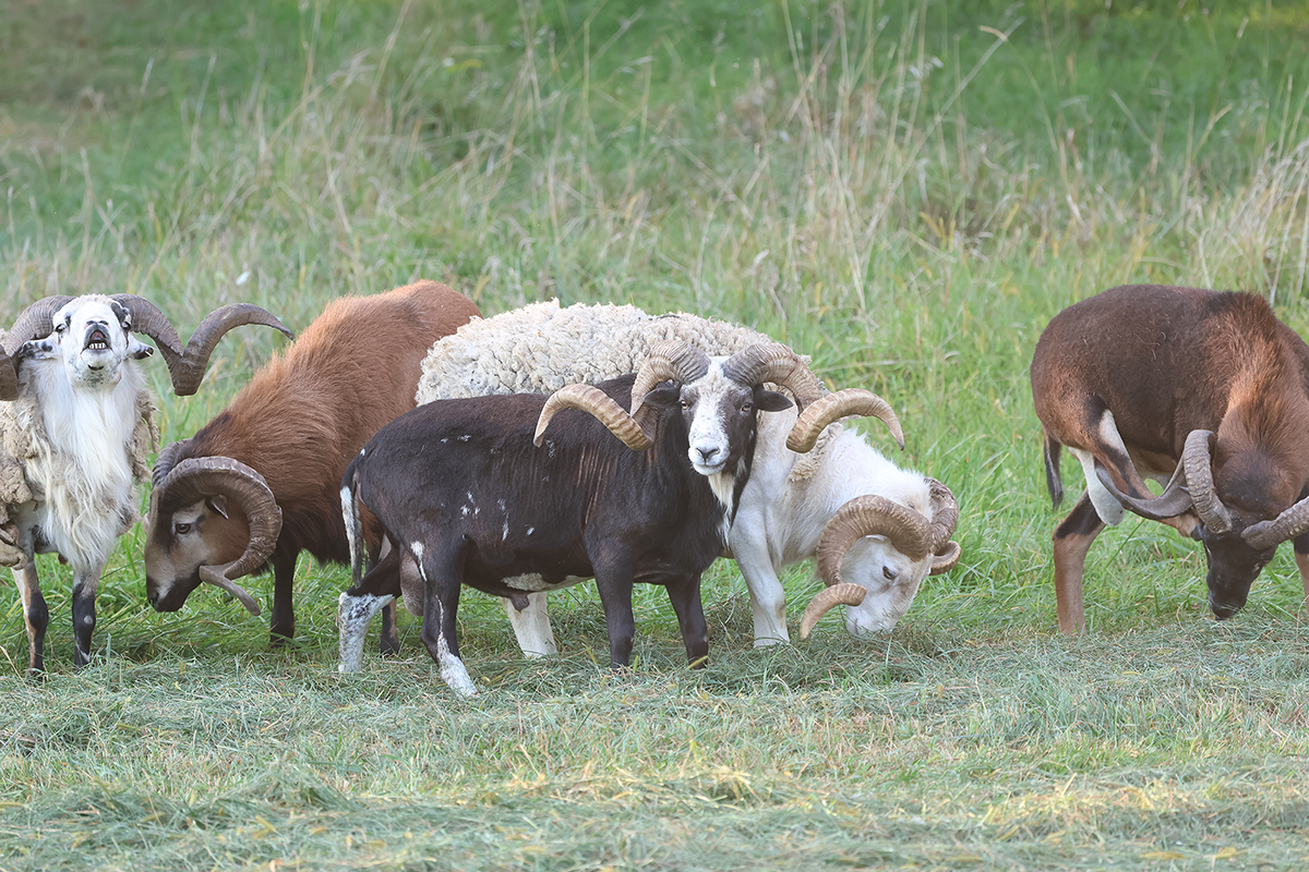 PVA-rams-2 Rams available for hunting in Central Pennsylvania