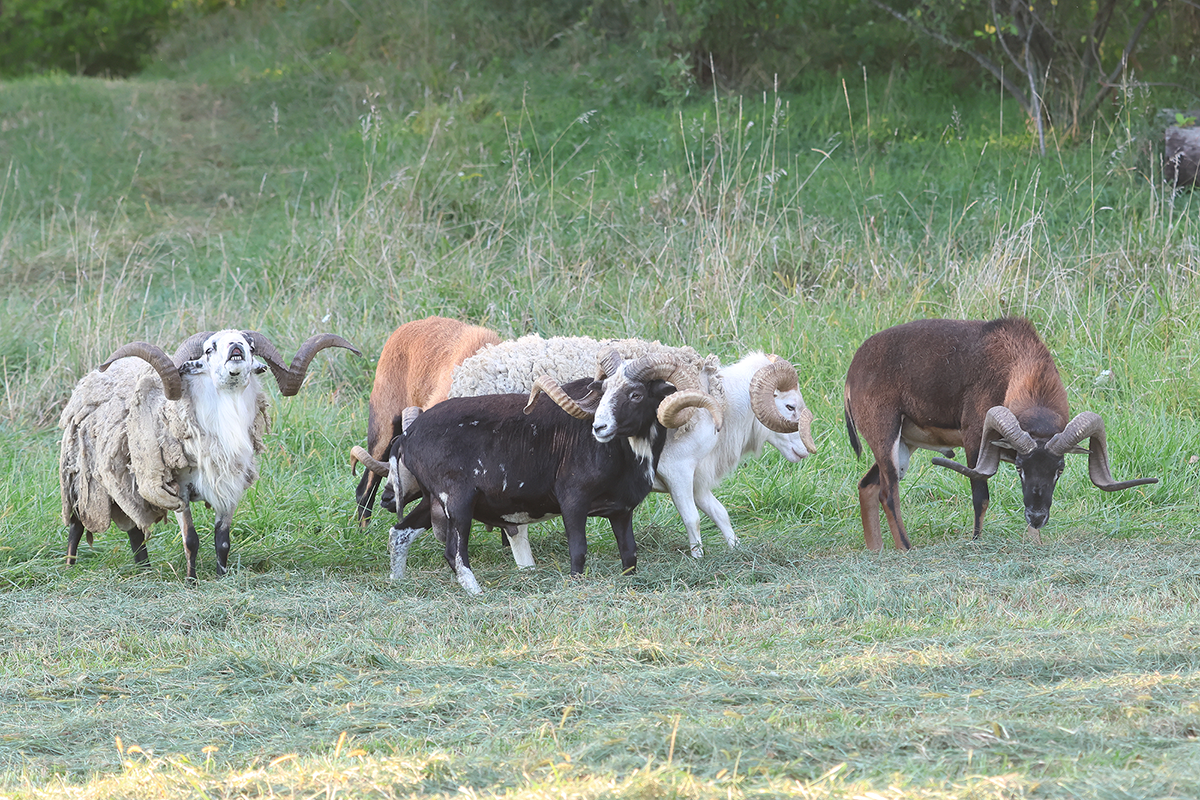 PVA-rams-3 Rams in field in Pennsylvania