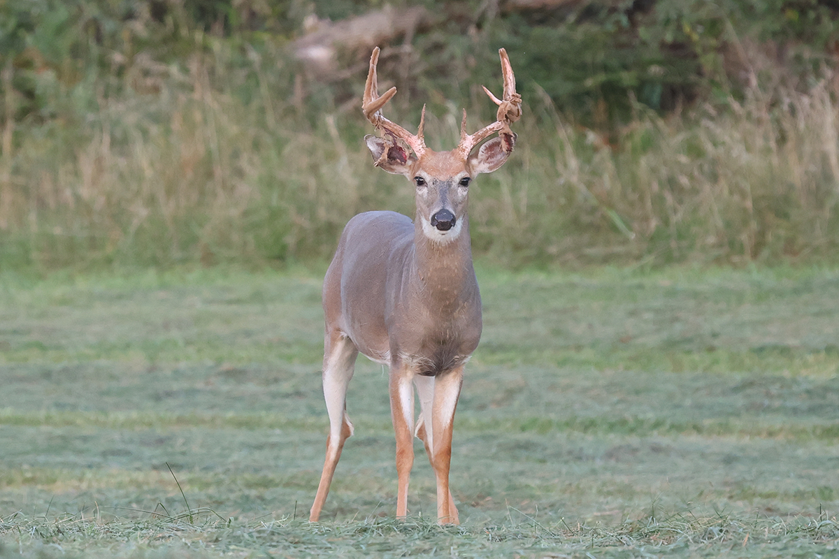 PVA-whitetail-buck-2 Whitetail buck standing in field at Paradise Valley Adventures
