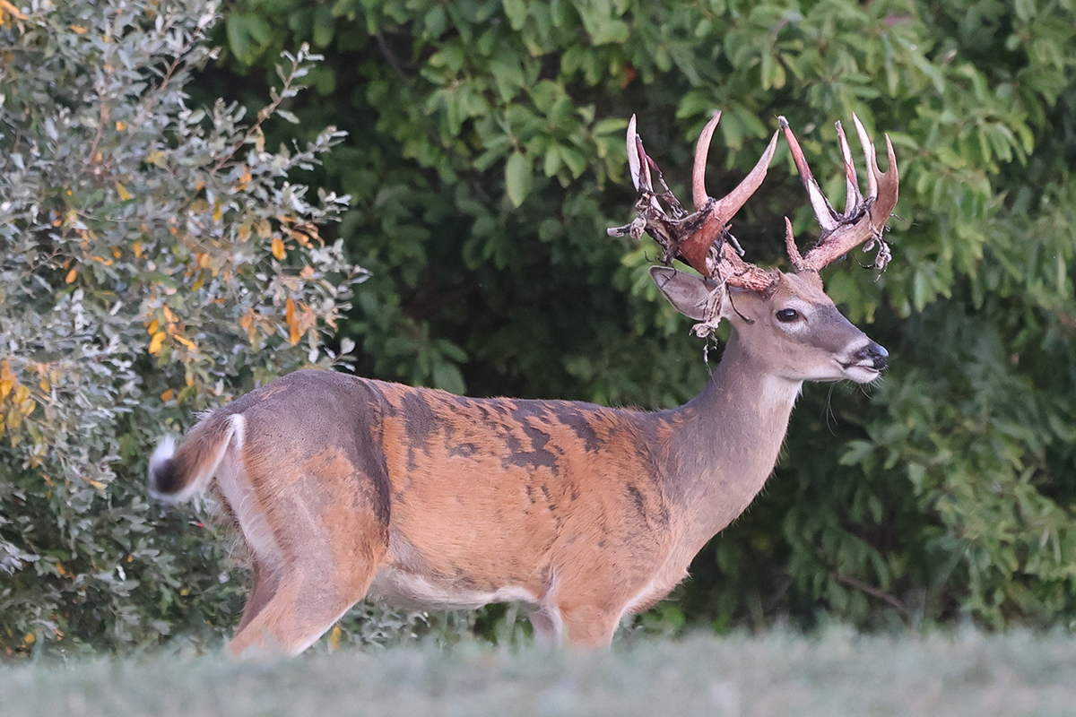 PVA-whitetail-buck-3