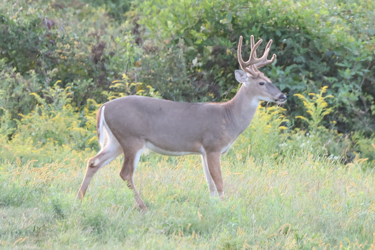 PVA-whitetail-buck-4 Whitetail Buck at field edge at Paradise Valley Adventures