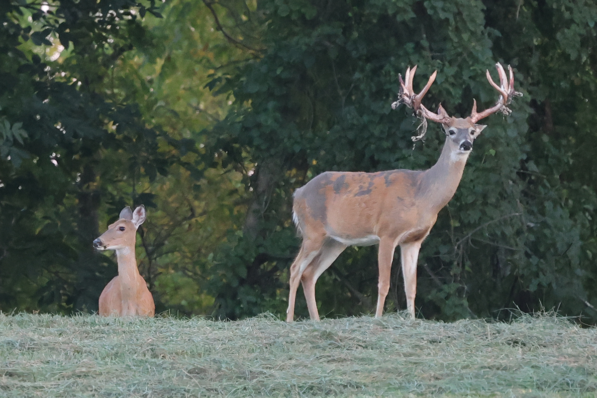 PVA-whitetail-buck Large Whitetail Buck and doe in field at Paradise Valley Adventures